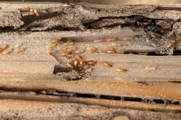 Best Bed Bug Extermination  in Hamlin, WV