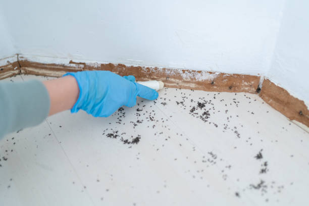 Best Exterminator Services  in Hamlin, WV